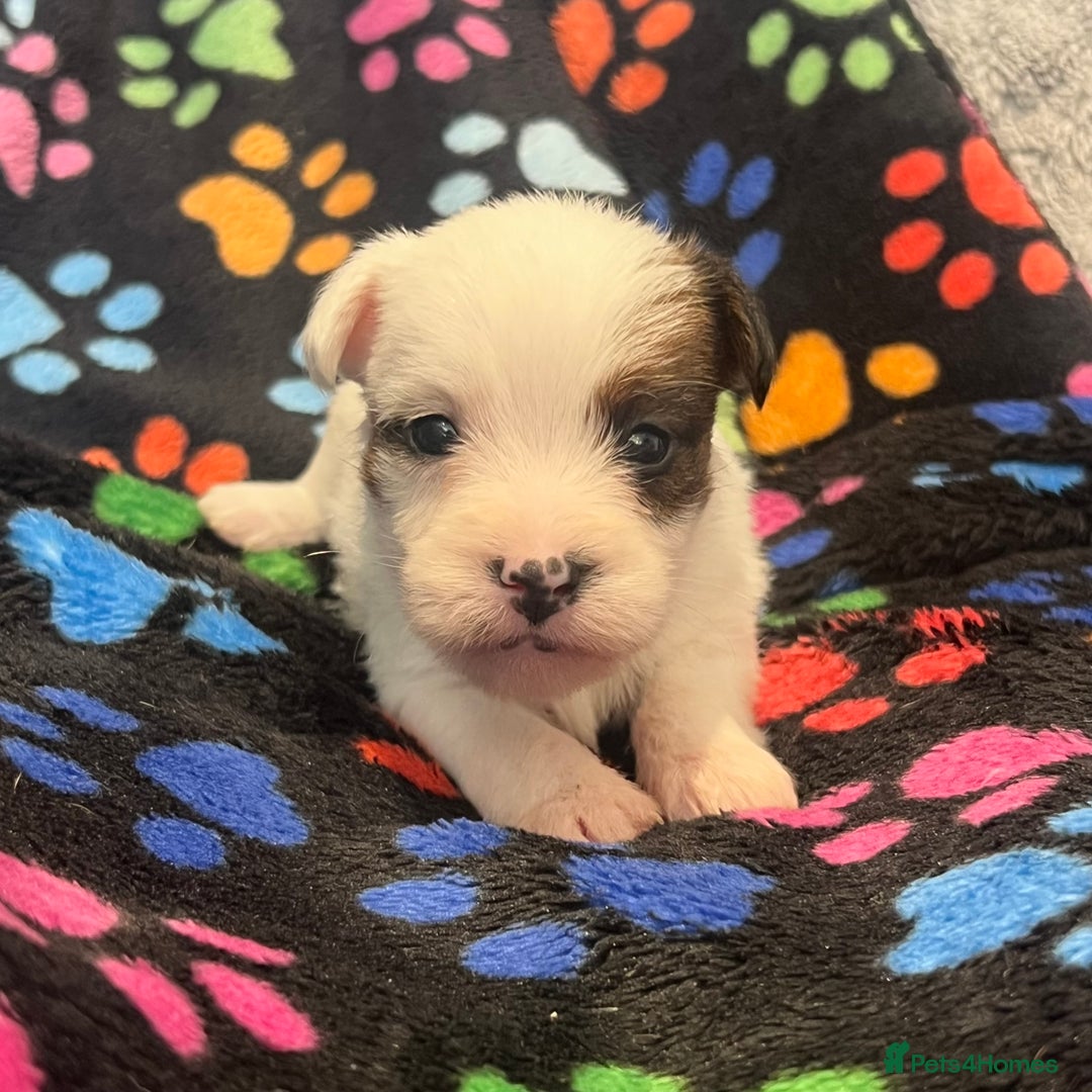 Jack Russell dogs for sale: Stunning jack Russel pups  - Advert 6