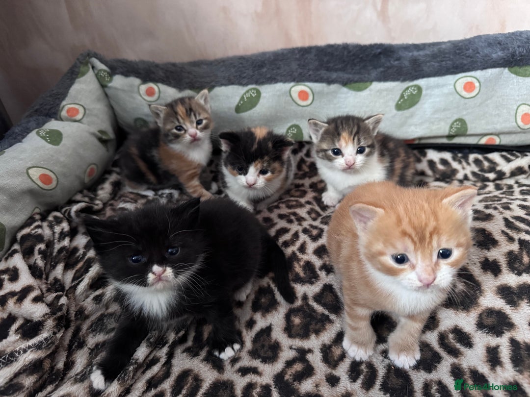 Bengal cats for sale: Beautifull kittens for sale - Image 1