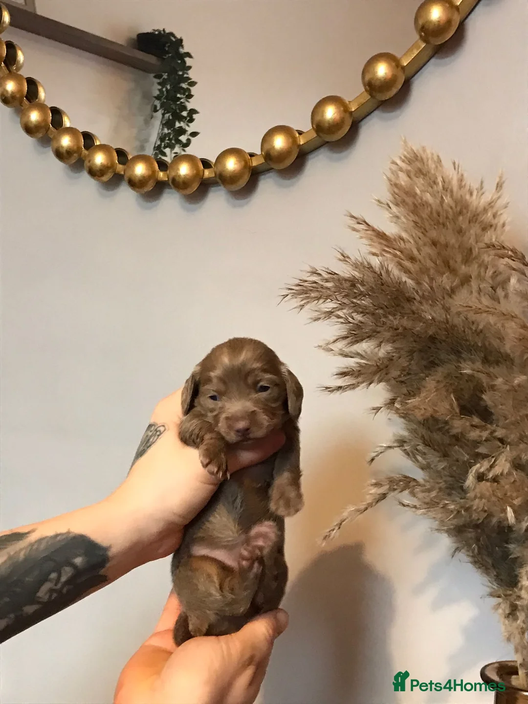 Miniature Dachshund dogs for sale: Three miniature long haired dachshunds  - Advert 8