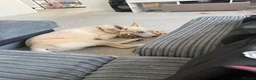 Mixed Breed dogs for sale: Rocky  - Advert 9