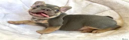 French Bulldog dogs for sale: 2 LEFT!! TOP QUALITY FRENCH BULLDOG PUPPIES - Advert 7