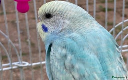 Budgerigars birds for sale: Young budgies for sale in Norbury - Image 8