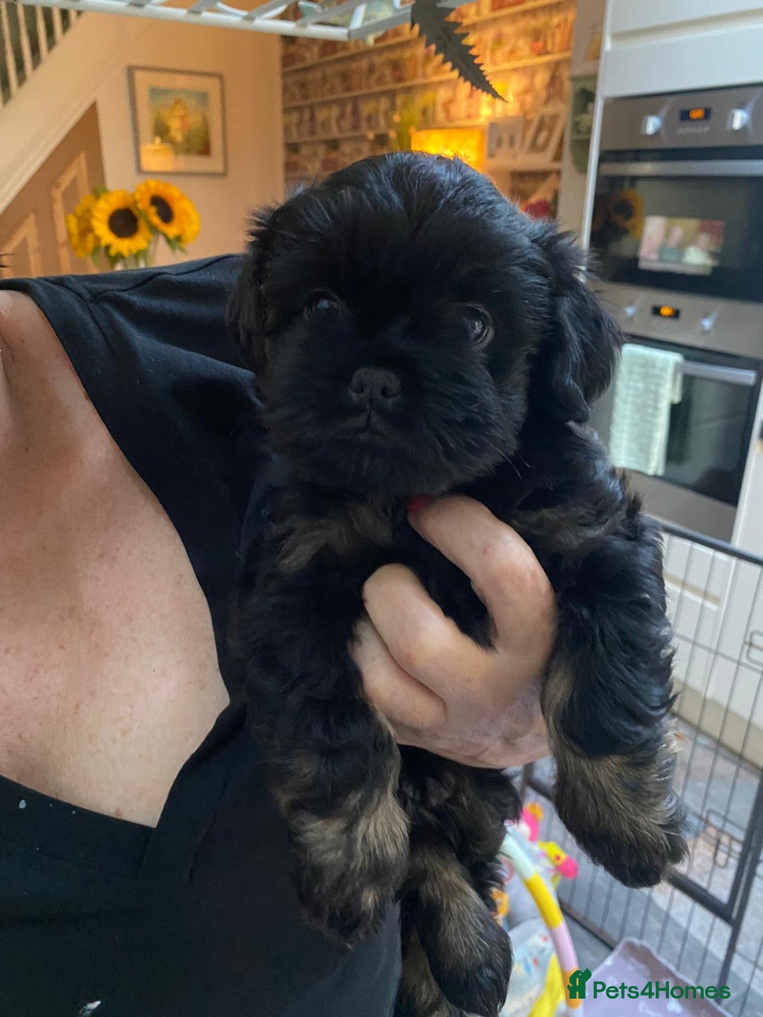 Griffon Bruxellois dogs for sale: New Kids on the Block - Image 6