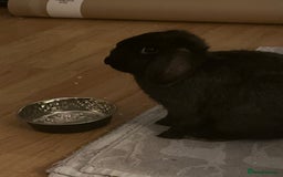 Mixed Breed rabbits for sale: Gorgeous bunny needs a new home  - Image 3