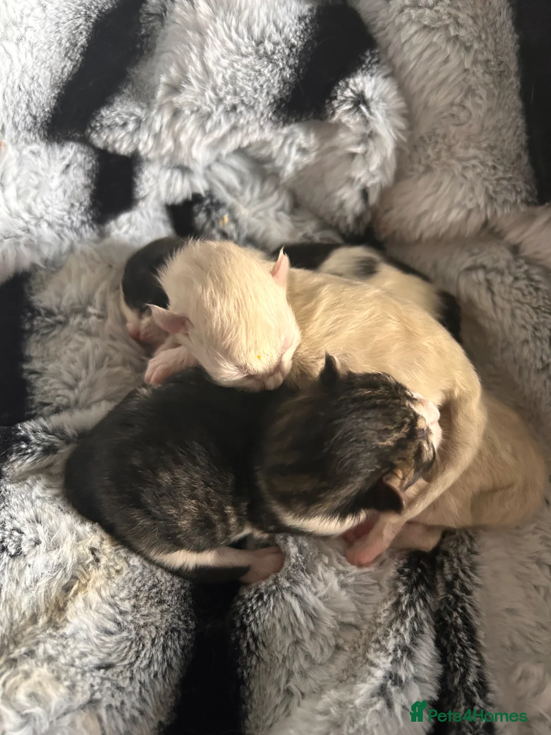 Mixed Breed cats for sale: Cross ragdoll kittens - Advert 2