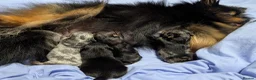Pomeranian dogs for sale: Pedigree Pomeranian puppy's  - Advert 20