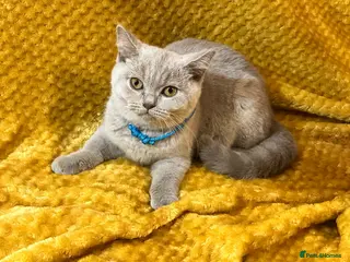 British Shorthair cats GCCF🏆ChampionBloodline 5GENpedigree BSHblue/lilac - Advert 10