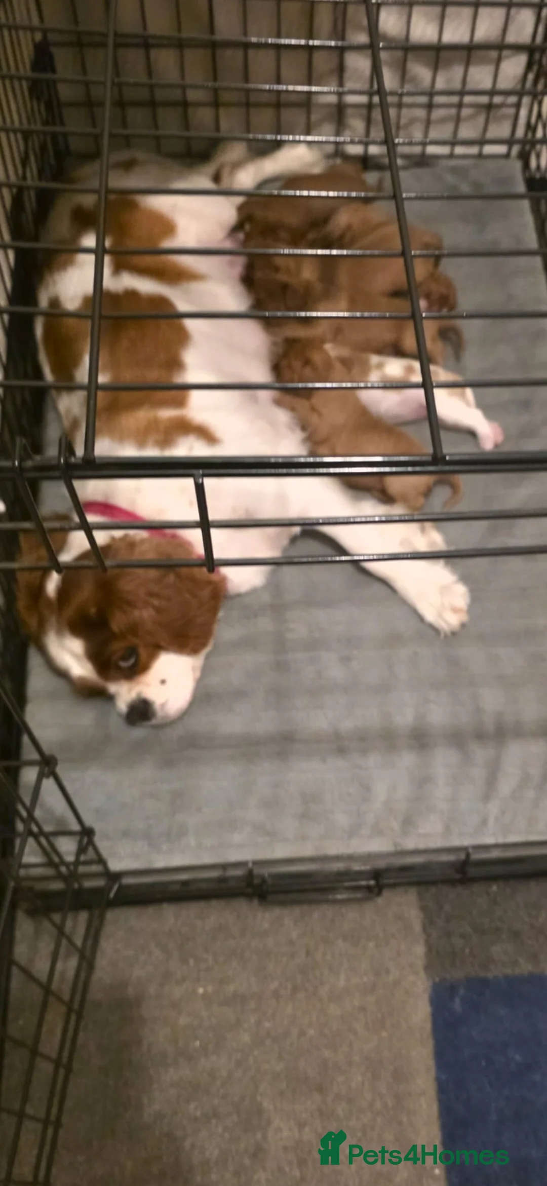 Cavalier King Charles Spaniel dogs for sale: Cavalier king charles spaniels in Fleetwood - Advert 1