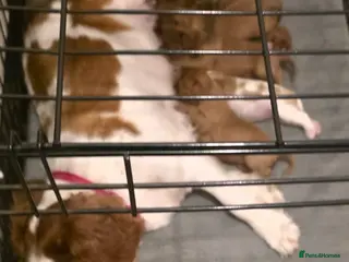 Cavalier King Charles Spaniel dogs Cavalier king charles spaniels - Advert 3