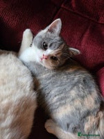 British Shorthair cats British Shorthairs Stunning Litter - Advert 2