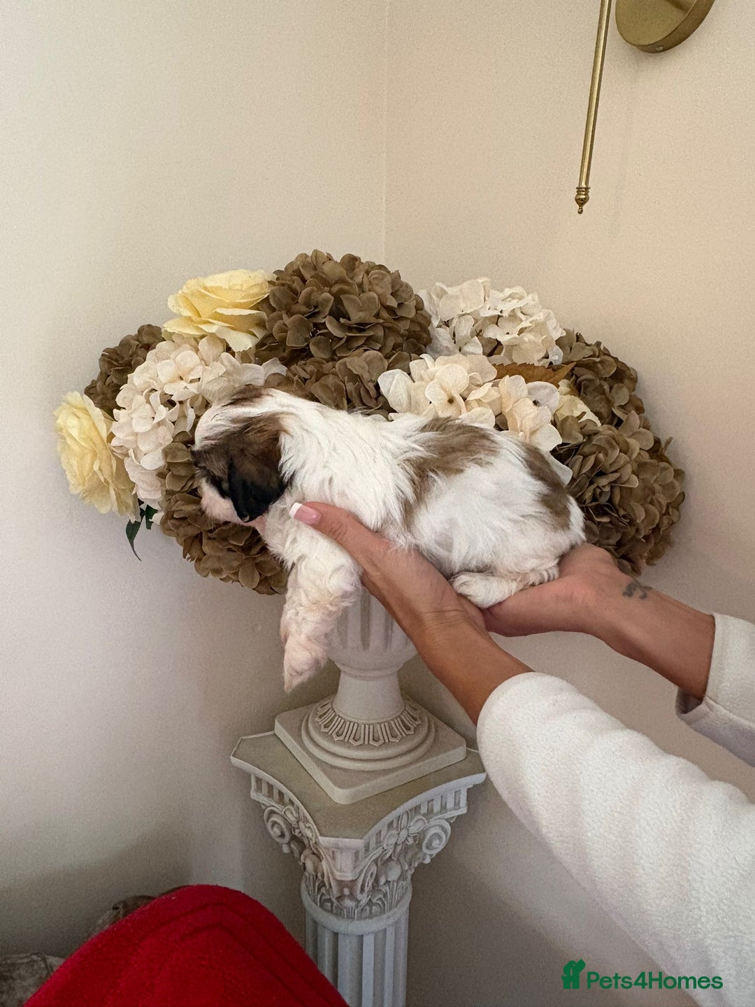 Shih Tzu dogs for sale: Beautiful male shih tzu pups - Advert 10