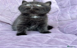 British Shorthair cats for sale: British shorthair kittens🐻🐻‍❄️🐻🐻‍❄️🐻🐻‍❄️ - Image 8