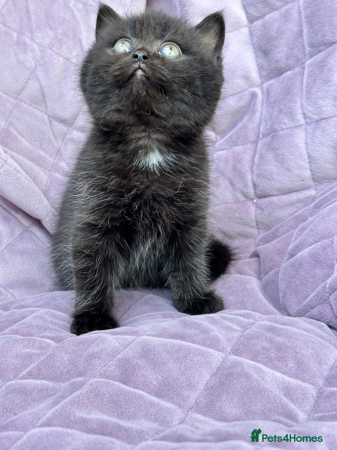British Shorthair cats for sale: British shorthair kittens🐻🐻‍❄️🐻🐻‍❄️🐻🐻‍❄️ - Image 8
