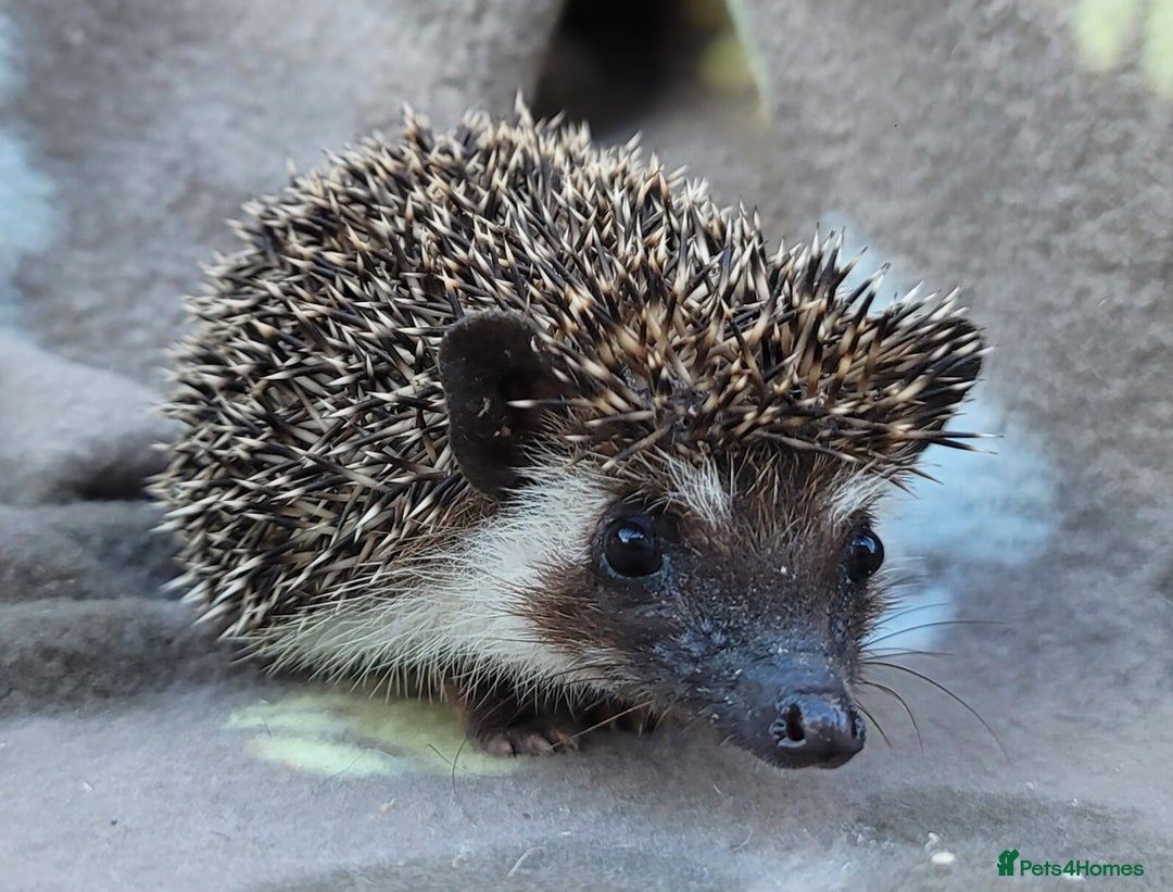 Pygmy Hedgehog rodents for sale: African Pygmy Hedgehog Hoglets  - Advert 7