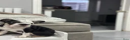 French Bulldog dogs for sale: French bulldog puppies  - Advert 7