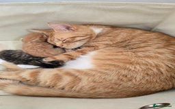 Domestic Shorthair cats for sale: Beautiful Kittens - Image 1