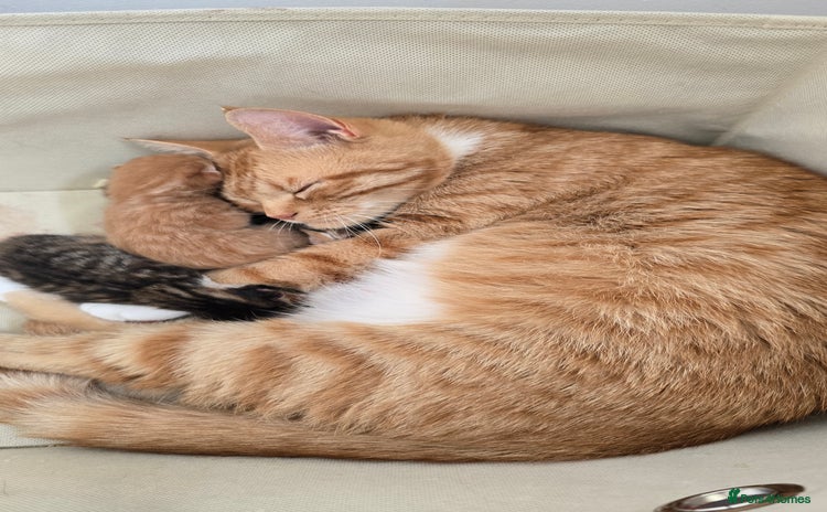 Domestic Shorthair cats - Advert 6