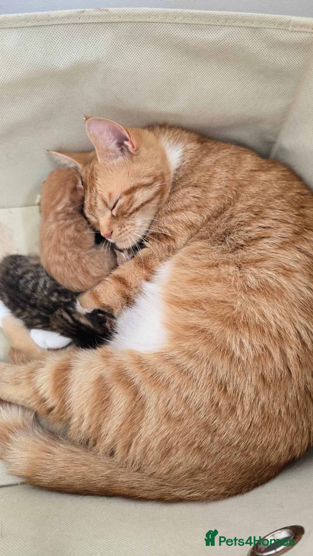 Domestic Shorthair cats for sale: Beautiful Kittens - Image 1