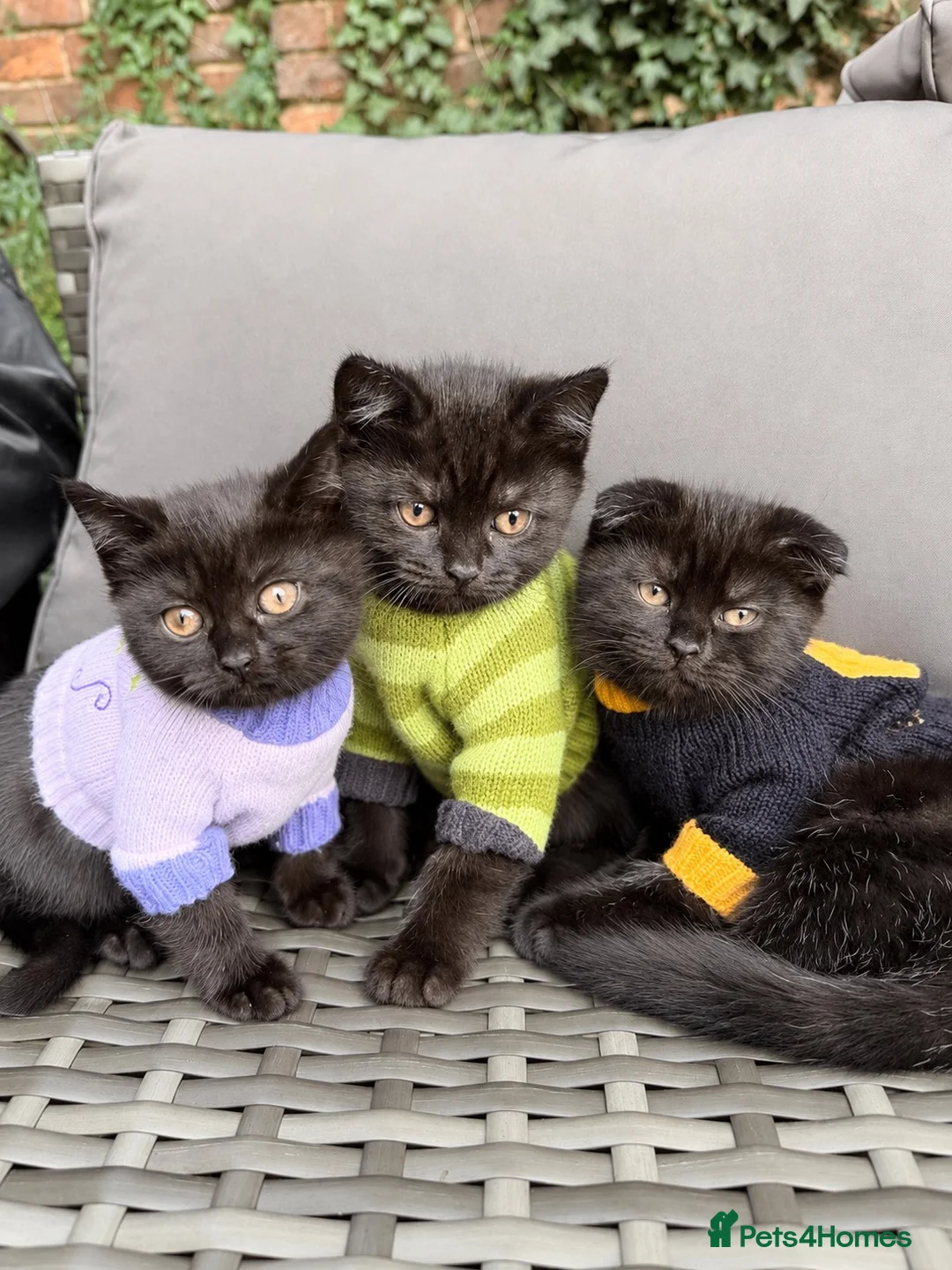 Mixed Breed cats for sale: 3 Adorable Scottish Fold Cross Kittens - Advert 1