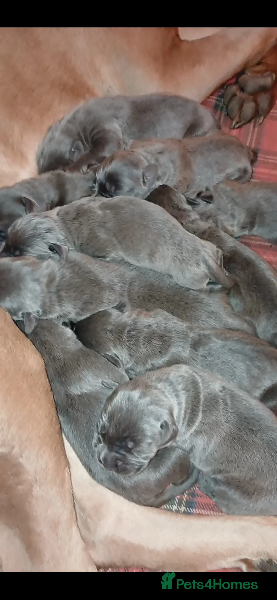Cane Corso dogs for sale: Pure bred blue cane corso puppies for sale  - Advert 19