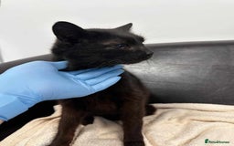 Mixed Breed cats for adoption: 🐈‍⬛Bernard🐈‍⬛ is looking for his forever home! - Image 3