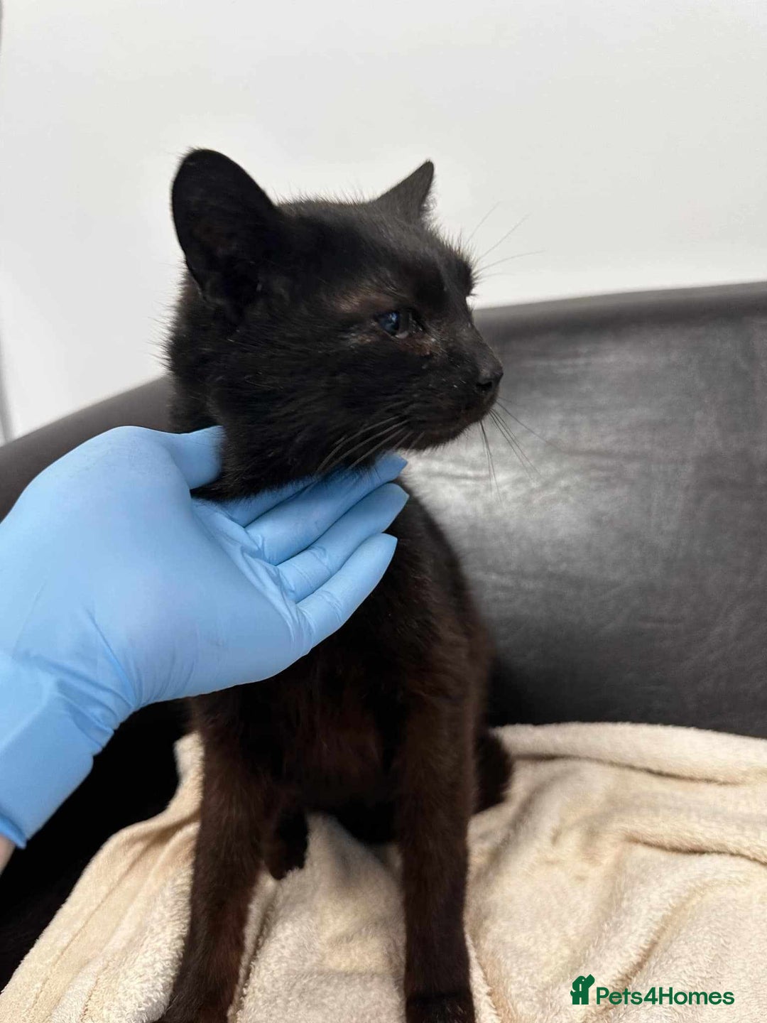 Mixed Breed cats for adoption: 🐈‍⬛Bernard🐈‍⬛ is looking for his forever home! - Image 3