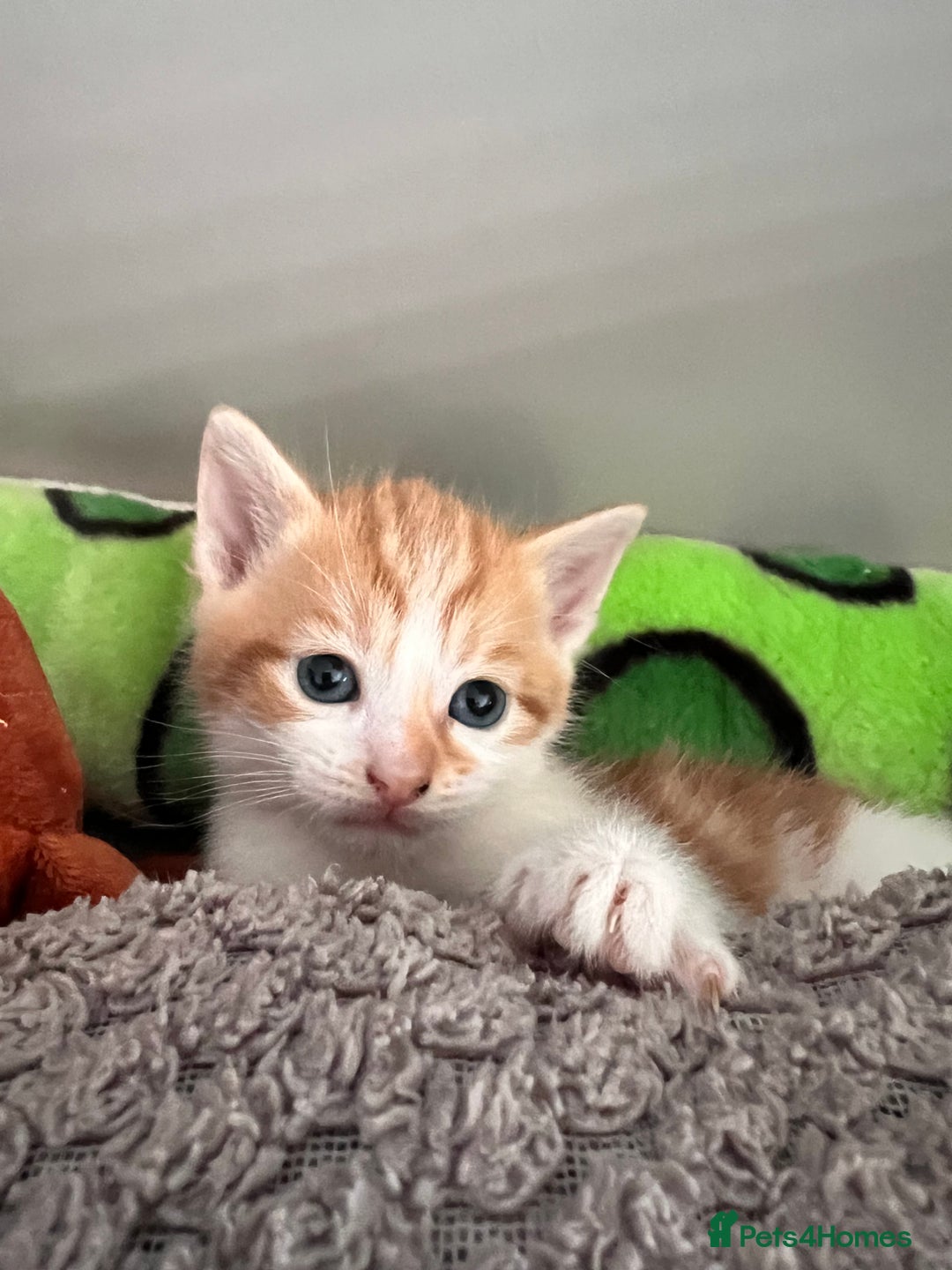 Mixed Breed cats for sale: Kittens for Sale £185 - Image 6