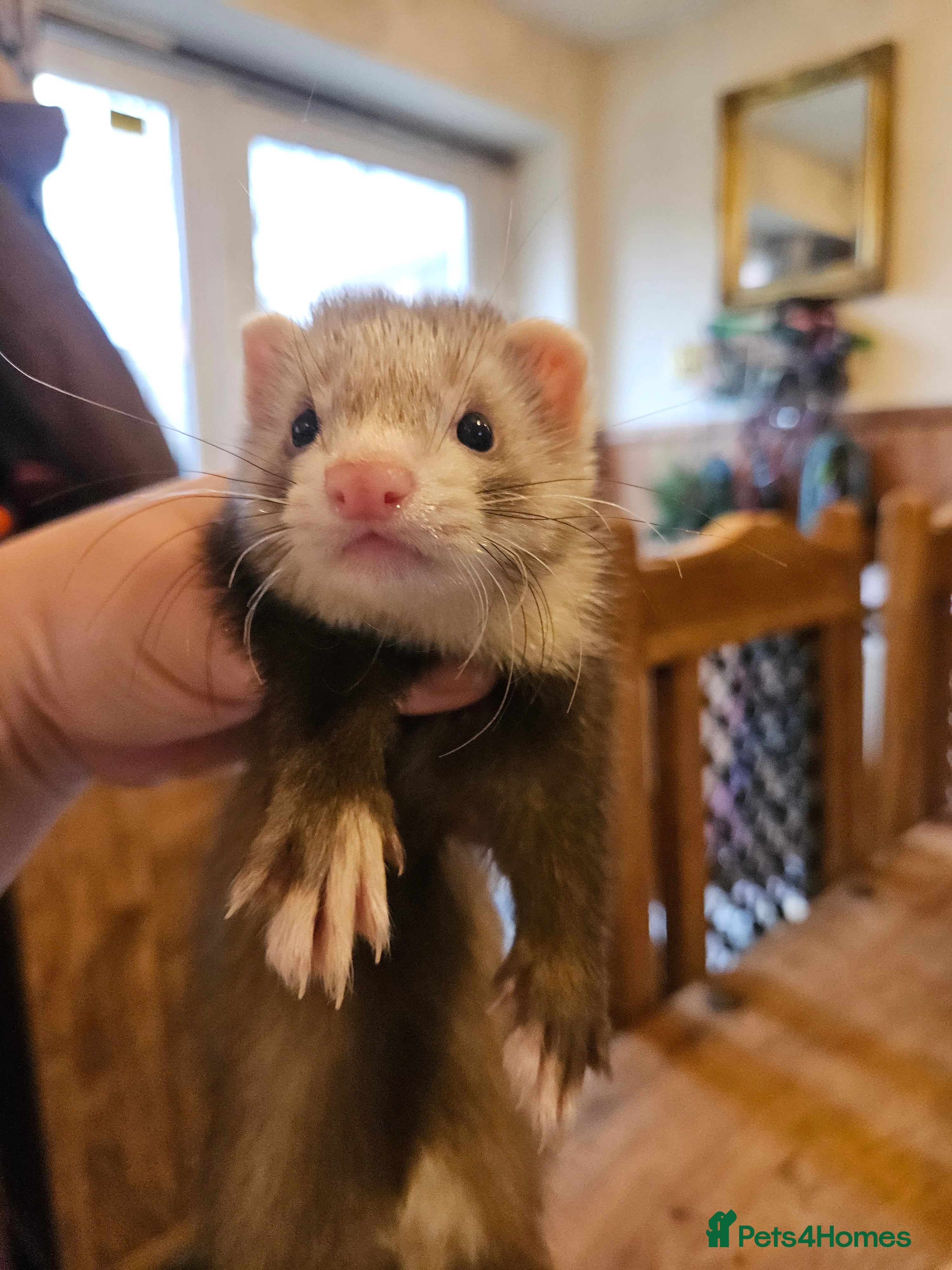 Ferret rodents Small hob ferret tame  - Advert 1