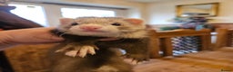 Ferret rodents for sale: Small hob ferret tame  - Advert 1