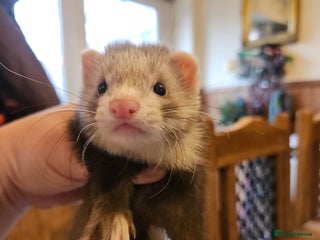 Ferret rodents Small hob ferret tame - Advert 11