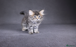 Bengal cats for sale: ‼️ RESERVED  ‼️Bengal x Persian  - Image 1