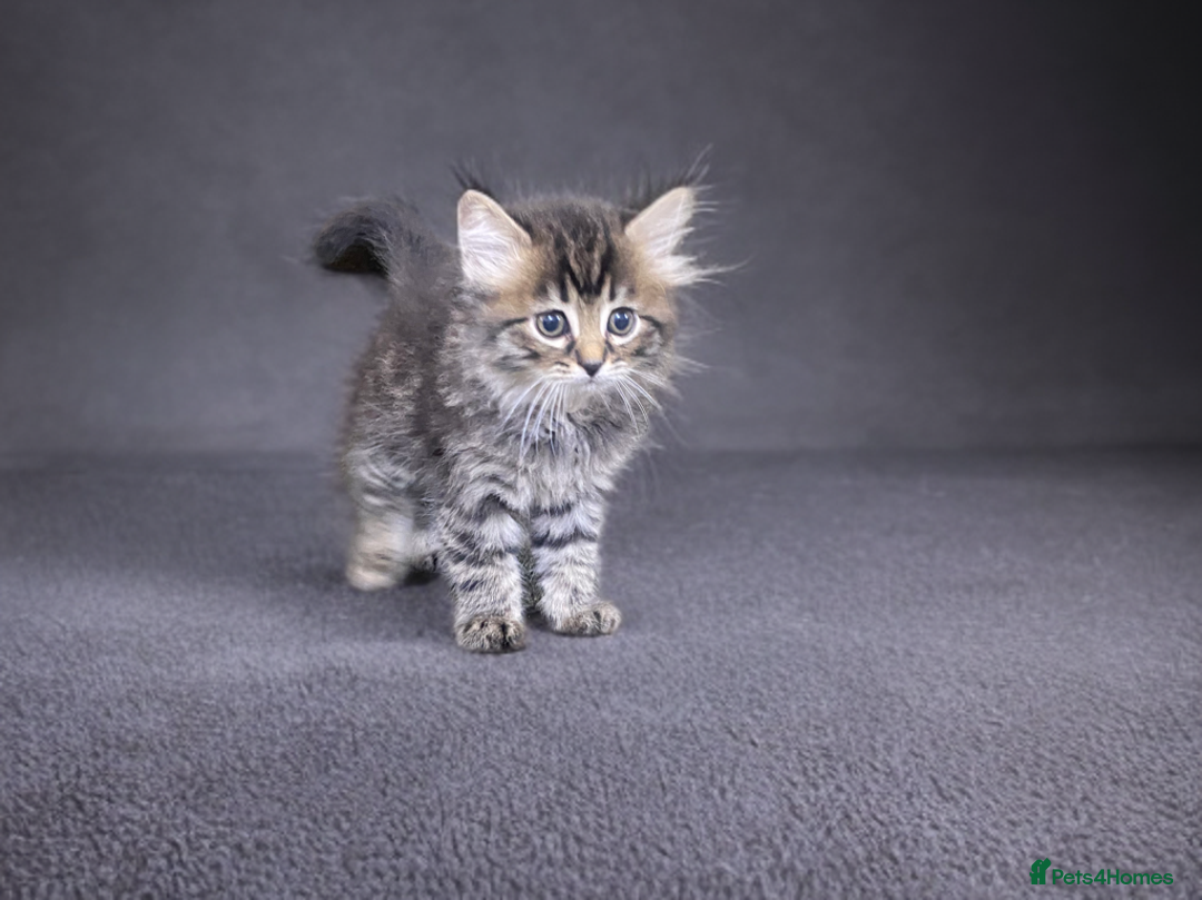Bengal cats for sale: ‼️ RESERVED  ‼️Bengal x Persian  - Image 1