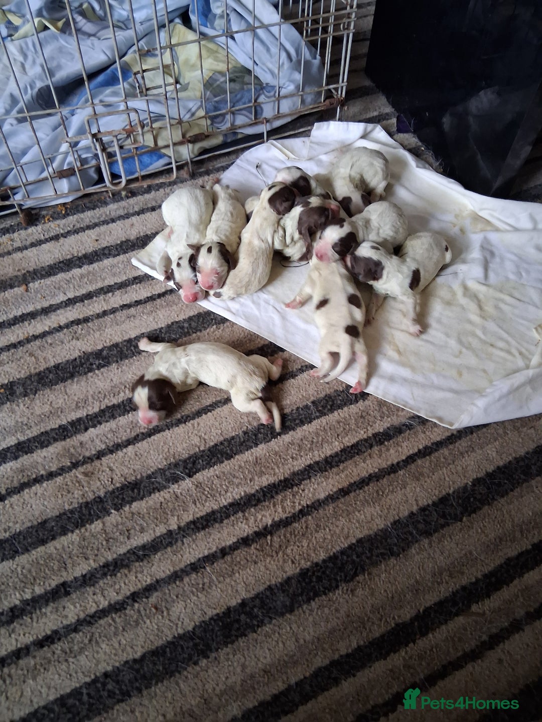 English Springer Spaniel dogs for sale: Beautiful puppies for sale  - Advert 10