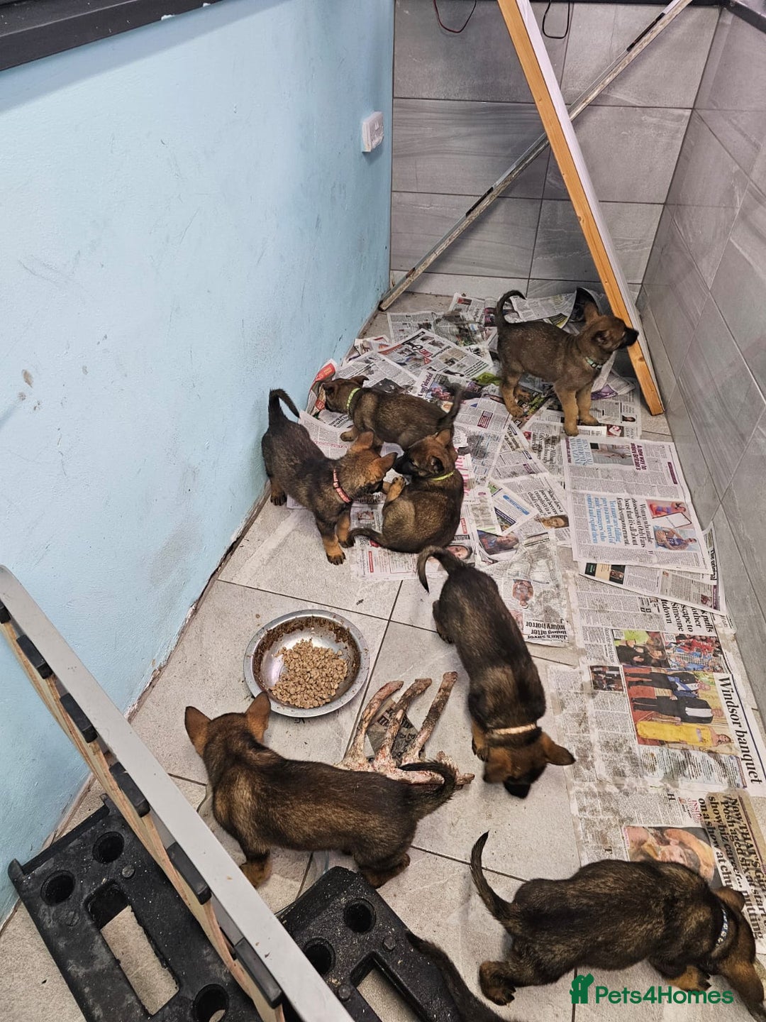 Belgian Shepherd Dog dogs for sale: Belgian malinois cross Czech Shepherd  - Advert 30