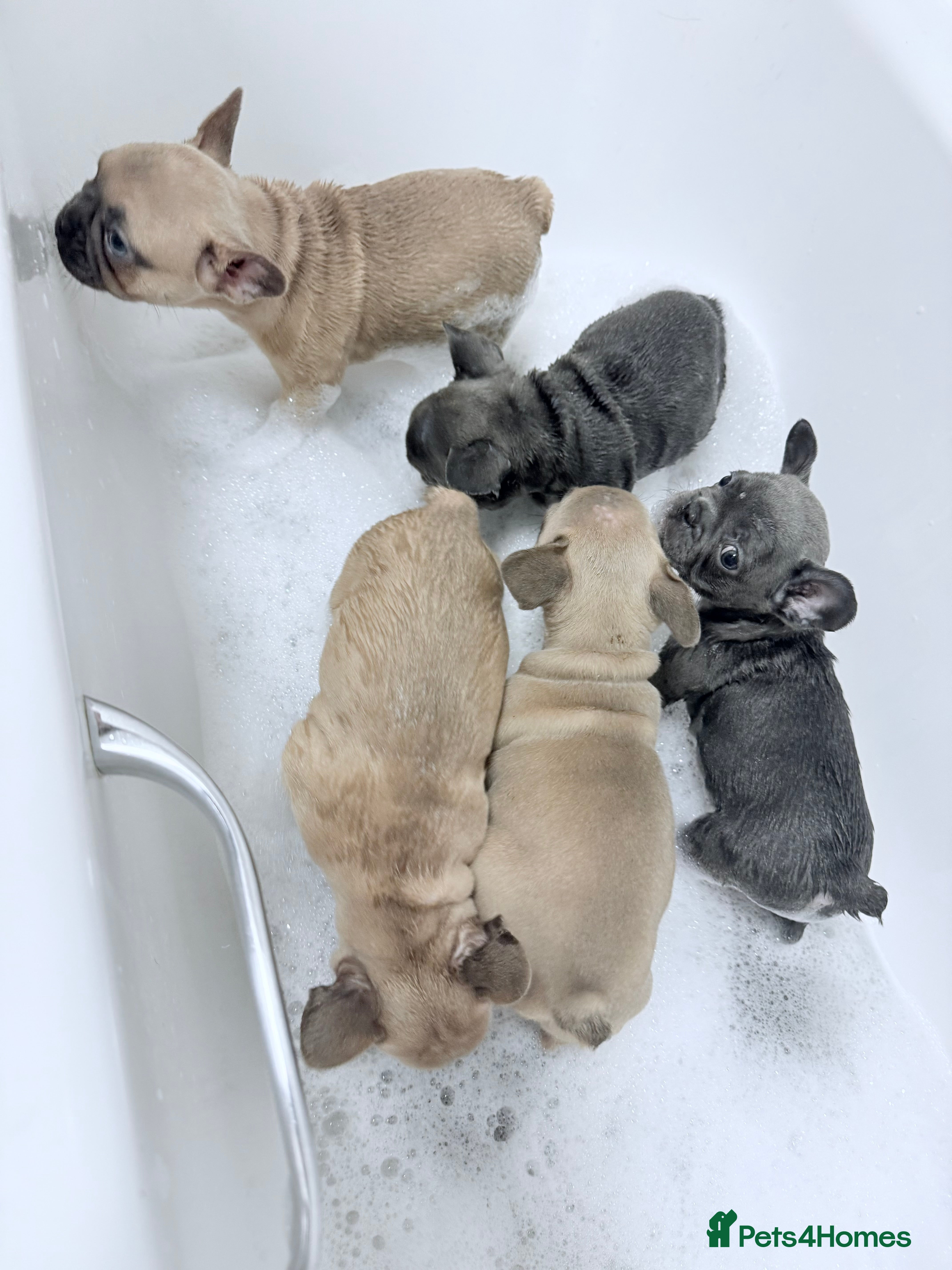 French Bulldog dogs French Bulldog Pups - Blue & New Shade Isabella 🐾 - Advert 4