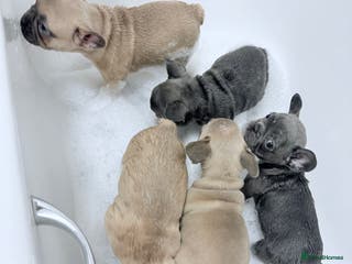 French Bulldog dogs French Bulldog Pups - Blue & New Shade Isabella 🐾 - Advert 4