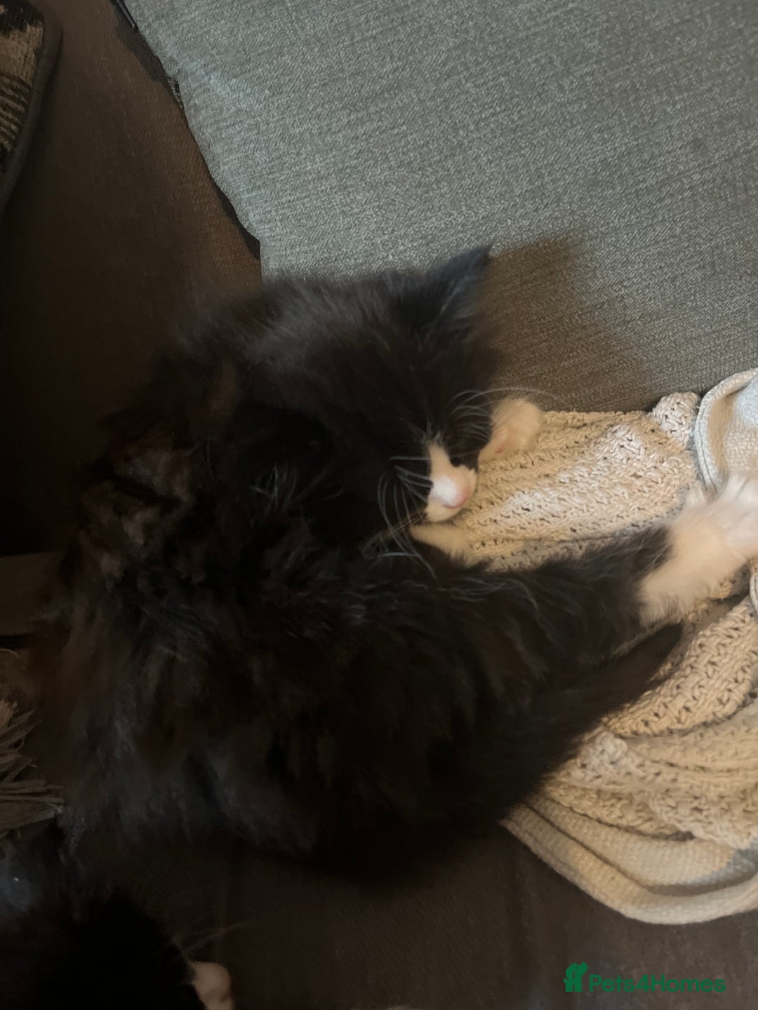 British Longhair cats for sale: 4 black and white kittens - Image 4