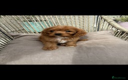 Cavapoo dogs for sale: Gorgeous Bright Red Cavapoos - Image 1