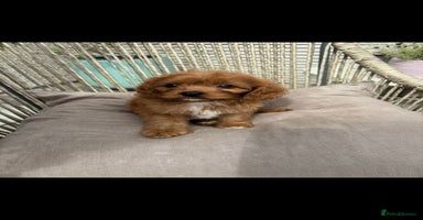 Cavapoo dogs - Advert 3