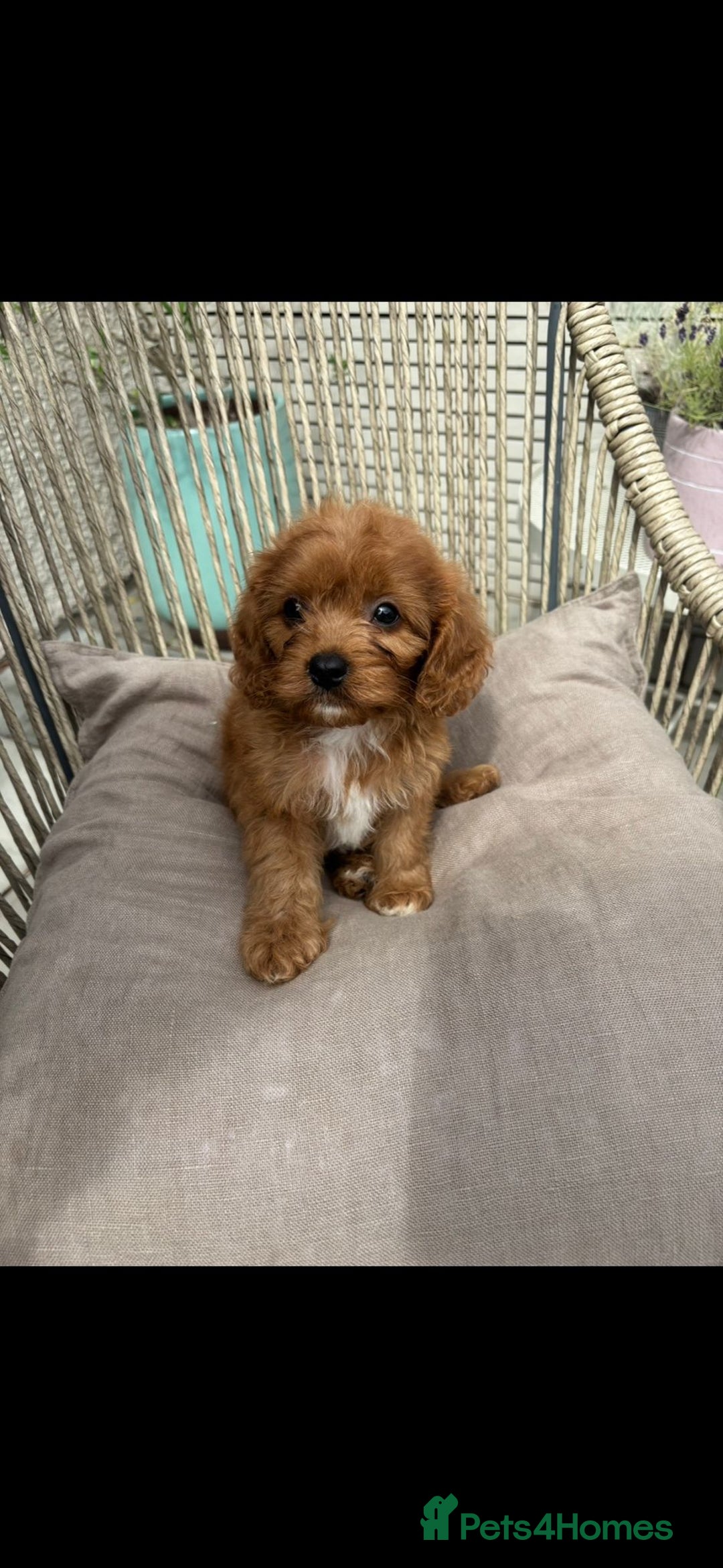 Cavapoo dogs for sale: Gorgeous Bright Red Cavapoos - Image 1