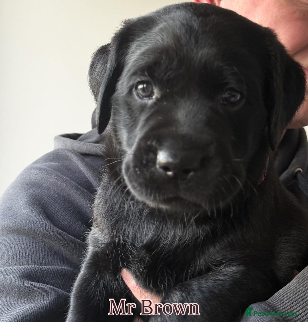 Labrador Retriever dogs for sale: 5* breeder🐾beautiful glossy black puppies ❤️  - Image 36