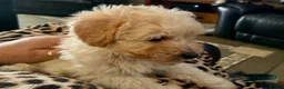 Toy Poodle dogs for sale: Stunning Toy Poodle Puppies - Advert 3