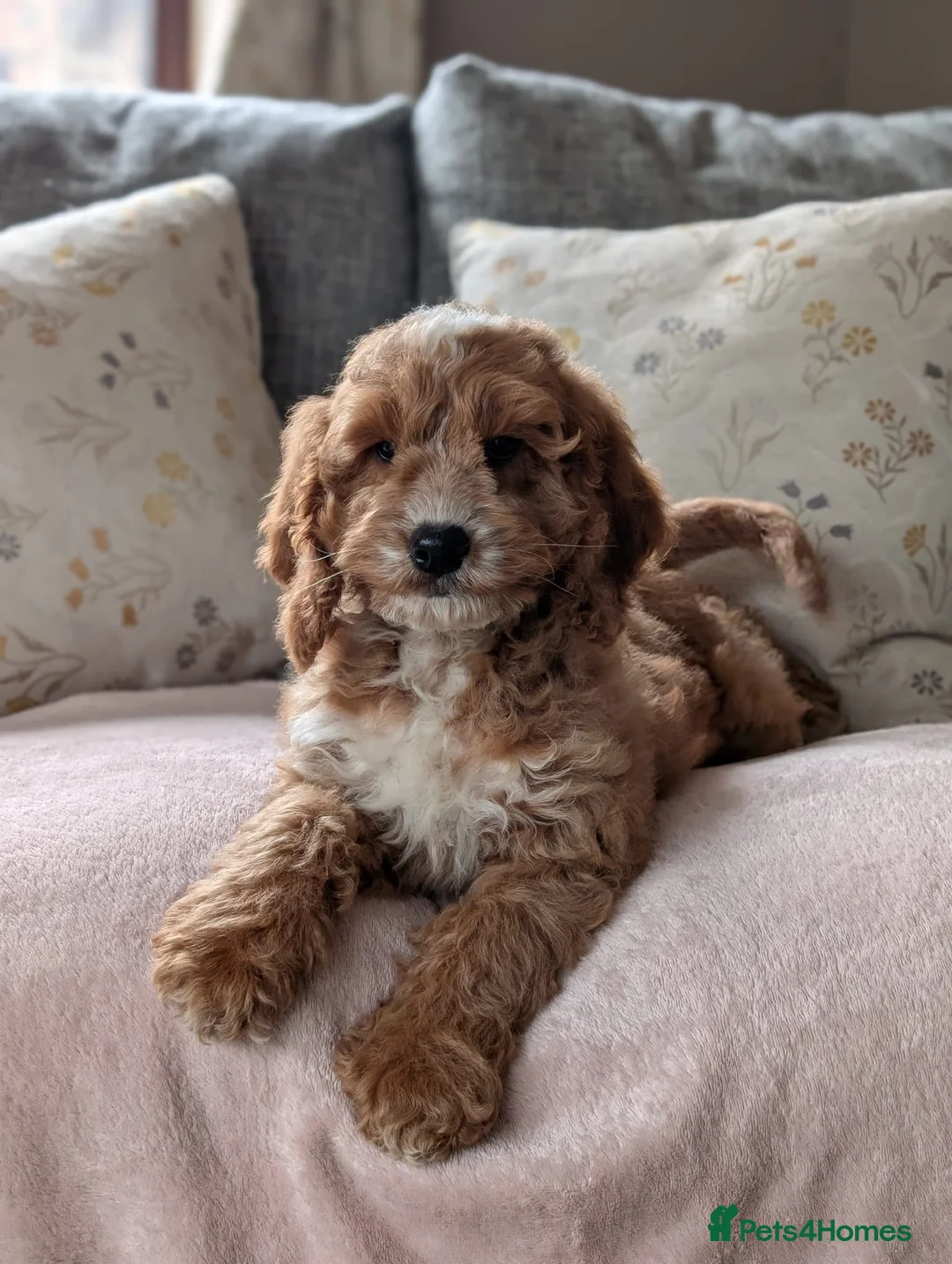 Cockapoo dogs for sale: Adorable F1 Cockapoo girl - Advert 1