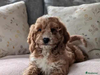 Cockapoo dogs Adorable F1 Cockapoo girl - Advert 1