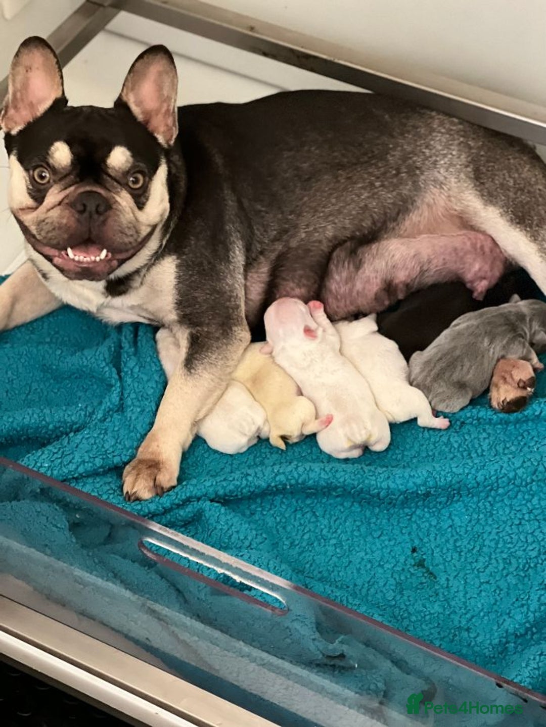 French Bulldog dogs for sale: French Bulldog Puppies  - Image 16
