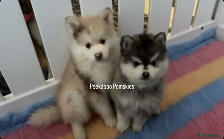 Pomsky dogs - Advert 2