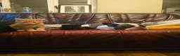 Mixed Breed cats for sale: Ready 5kittens raised with dogs and children - Advert 19