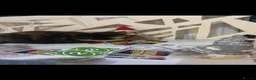 Mixed Breed cats for sale: Female cats  in Tamworth - Advert 1