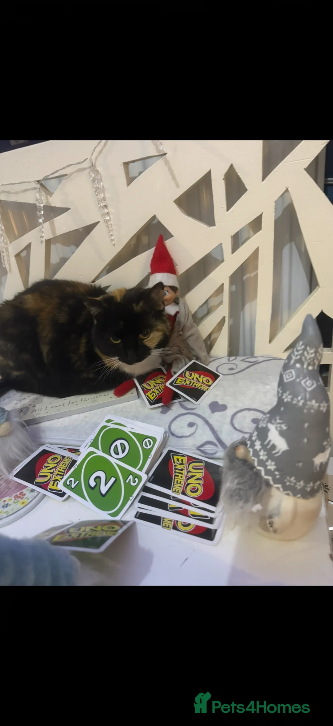 Mixed Breed cats for sale: Female cats  in Tamworth - Advert 1