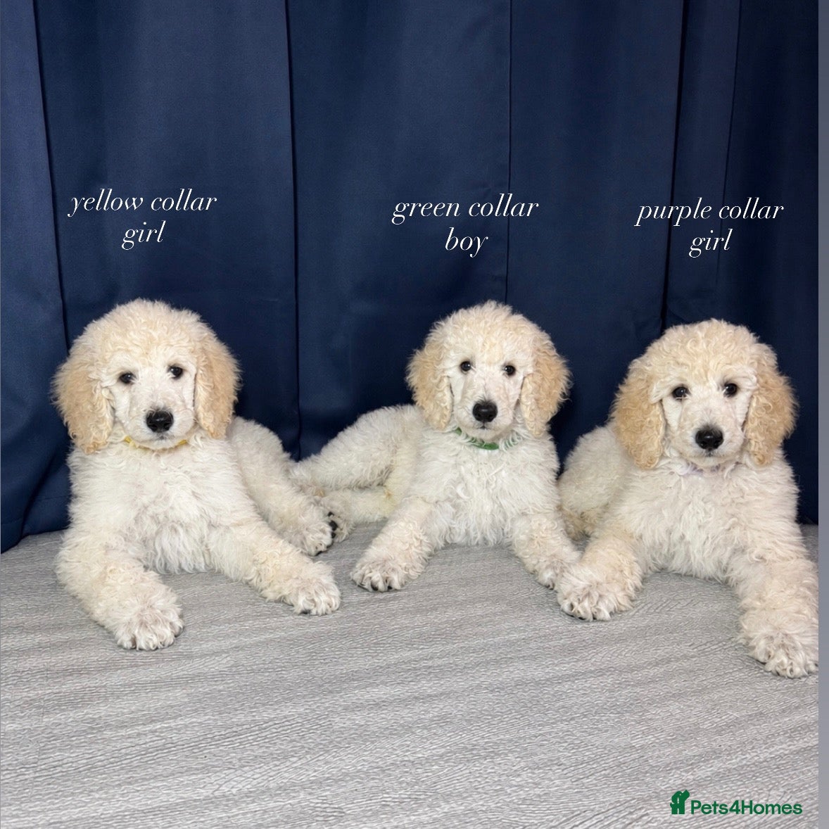 Standard Poodle dogs *LAST REMAINING* KC STANDARD POODLE PUPPIES - Advert 4